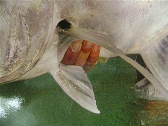 Fly Fishing in Salt Waters article image showing Stripping Guards